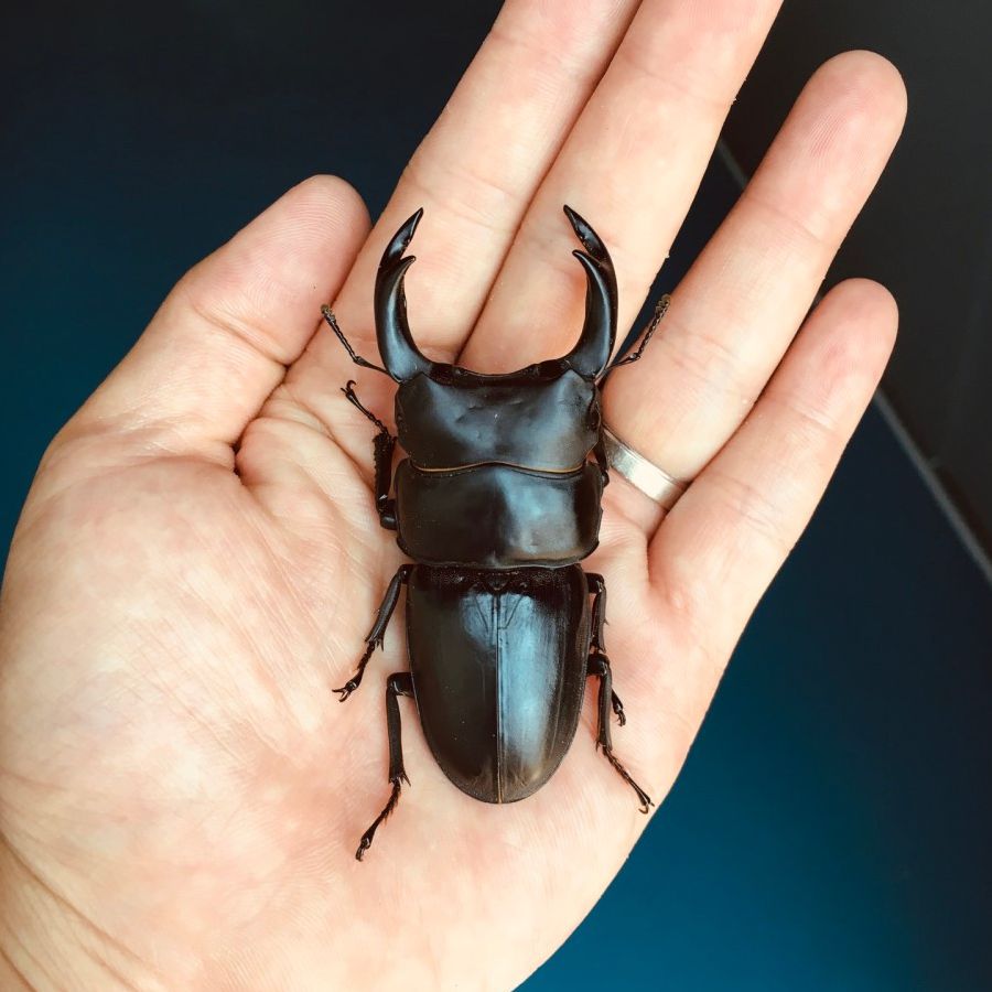 숲속의작은친구들