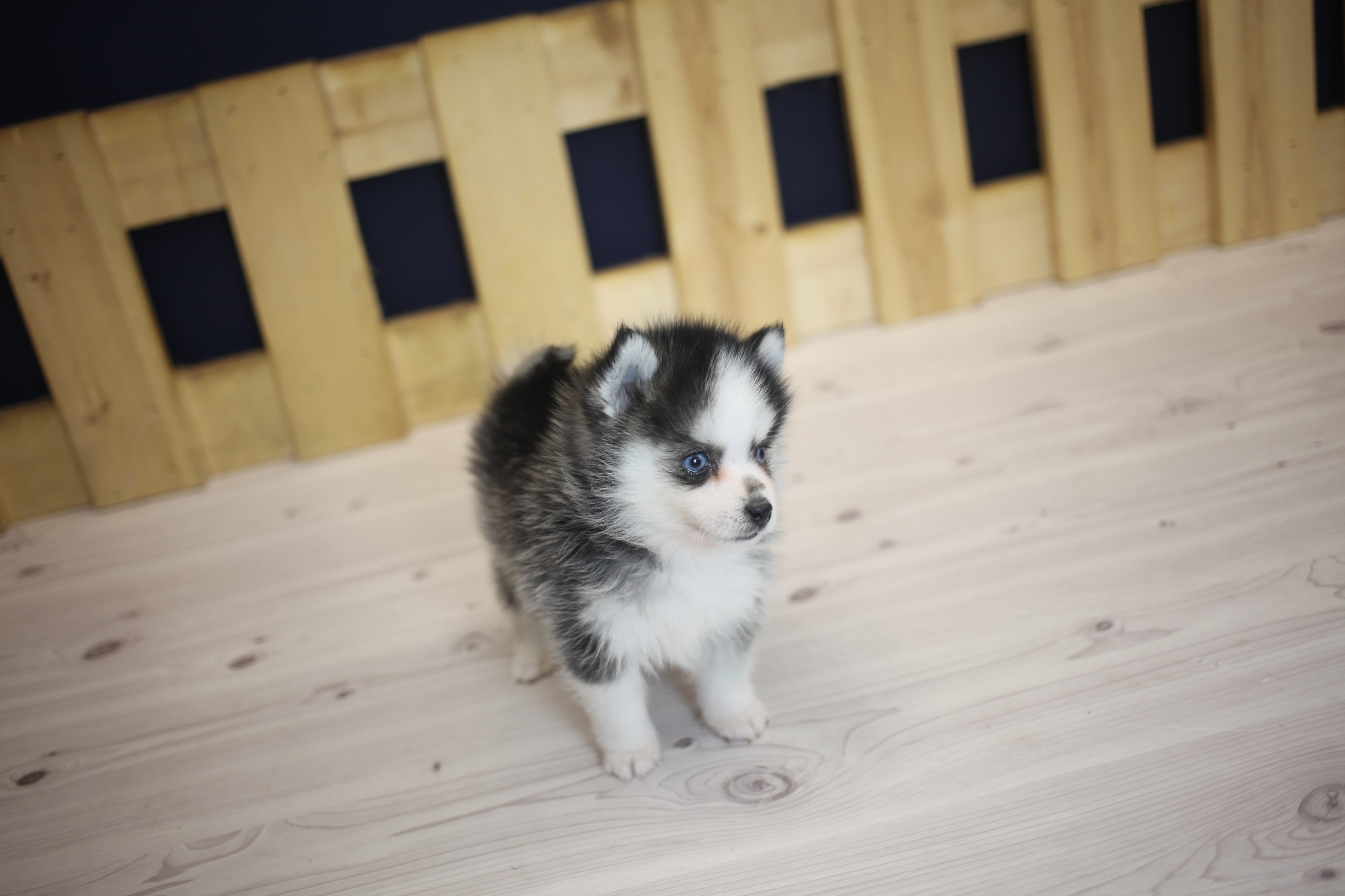 미니폼스키분양