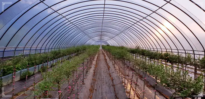 경북 예천 구기자엿 파는 곳 전국 택배 온라인 전화 주문 추천