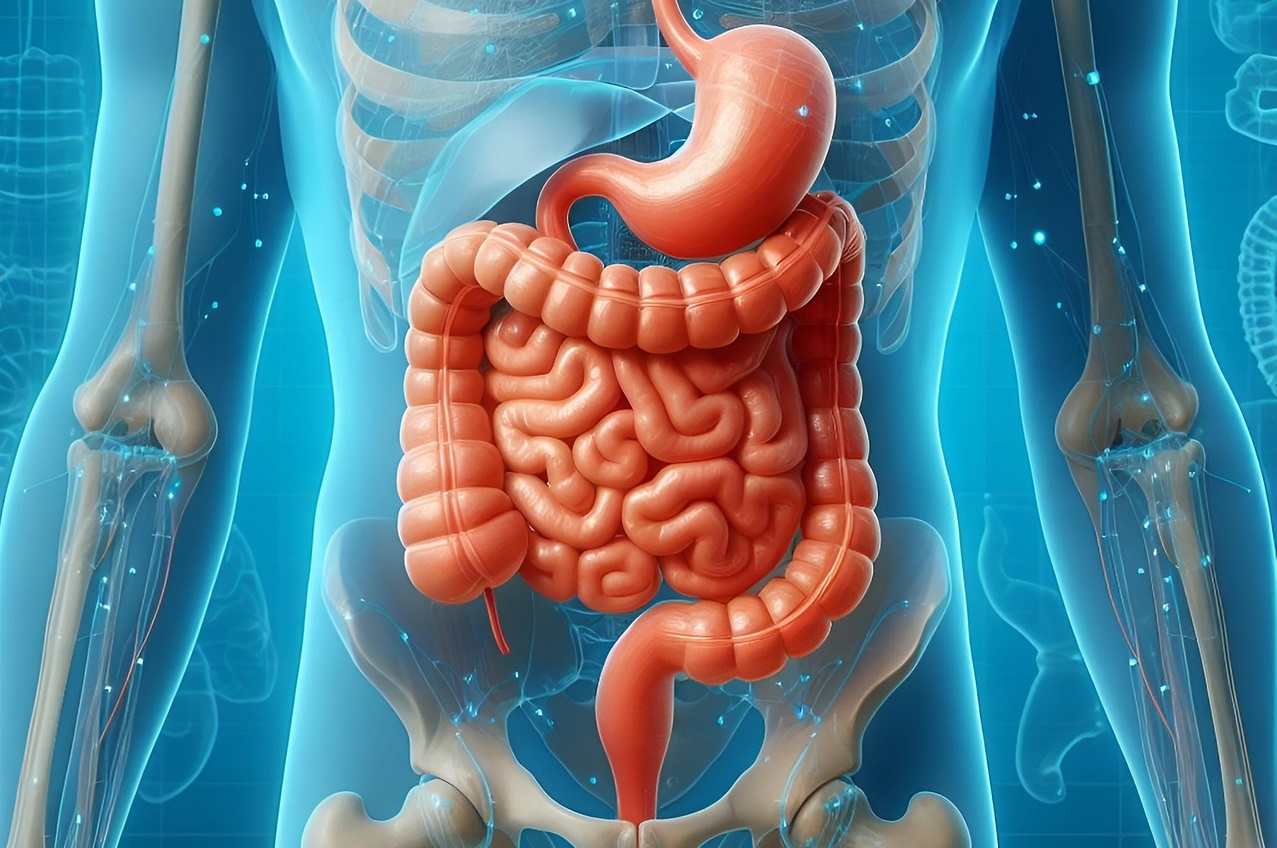 소화기관 대장 이미지