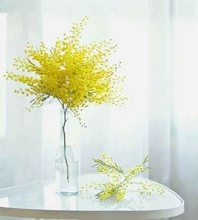 노란색 안개꽃 꽃병