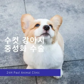 강아지 백내장 수술비용 현실 증상 예방법 보호자 가이드 정리_9