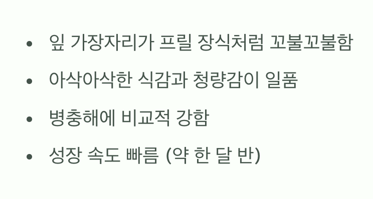 프릴아이스, 어떤 채소일까요?