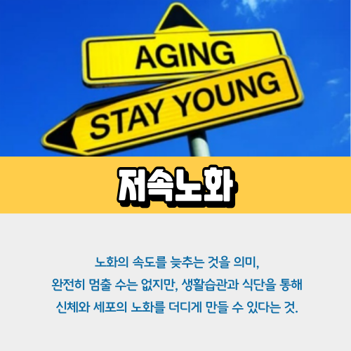 저속노화지중해식단