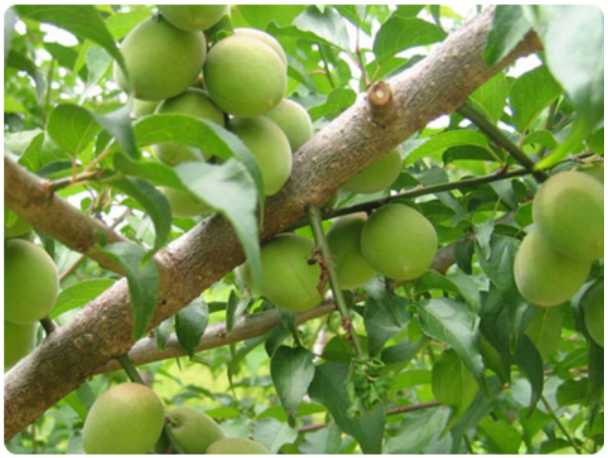 휴애리 수국축제