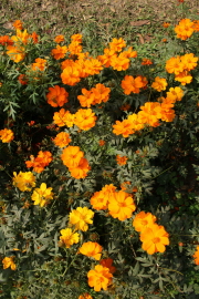 영취산 진달래 축제