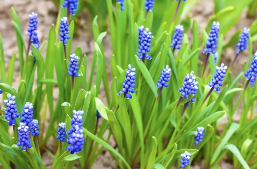 가을에 심고 봄에 피는 아름다운 꽃 - 무스카리