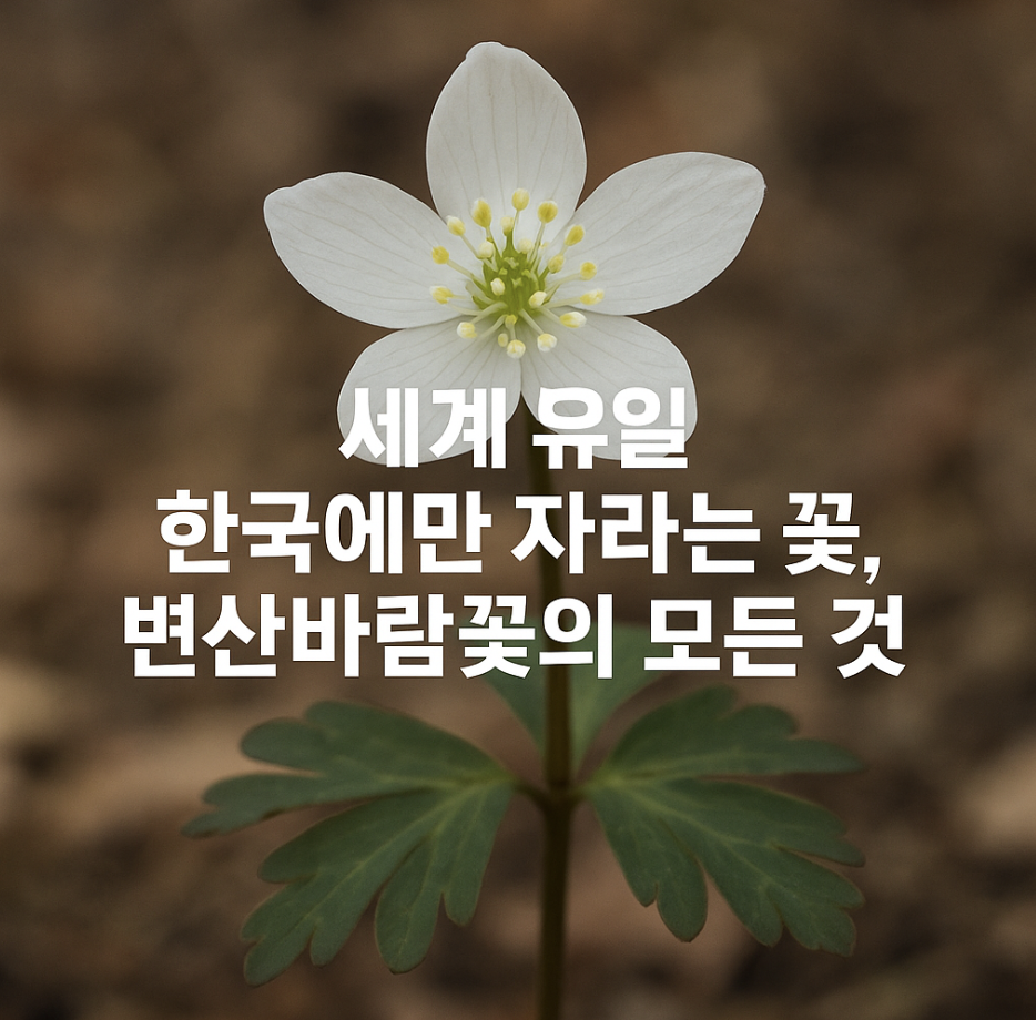 세계 유일 한국에만 자라는 꽃, 변산바람꽃의 모든 것