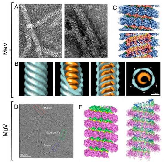 베제바이러스 구조