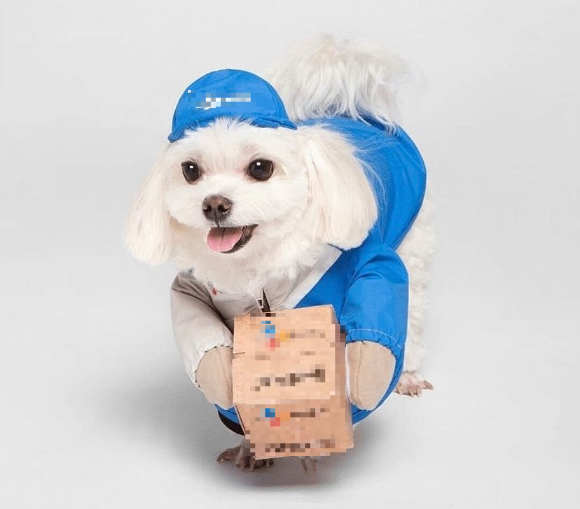 유기견 '경태'를 택배 차량에 태우고 다니며 얻은 유명세를 이용해 6억원이 넘는 후원금을 가로챈 전직 택배기사의 항소심에서 검찰이 징역 5년을 구형했다. 사진은 '경태' 의 모습.[사진=온라인 커뮤니티 캡처]