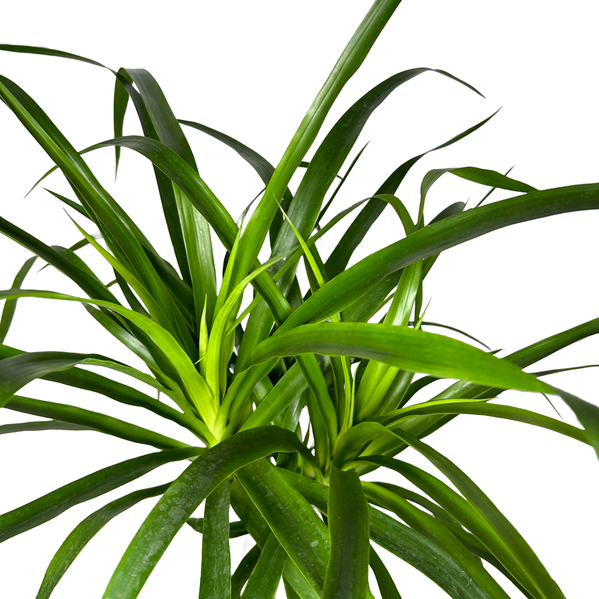 키우기쉬운 실내 정화식물 드라코 키우는 법