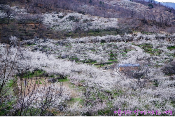 광양 매화마을