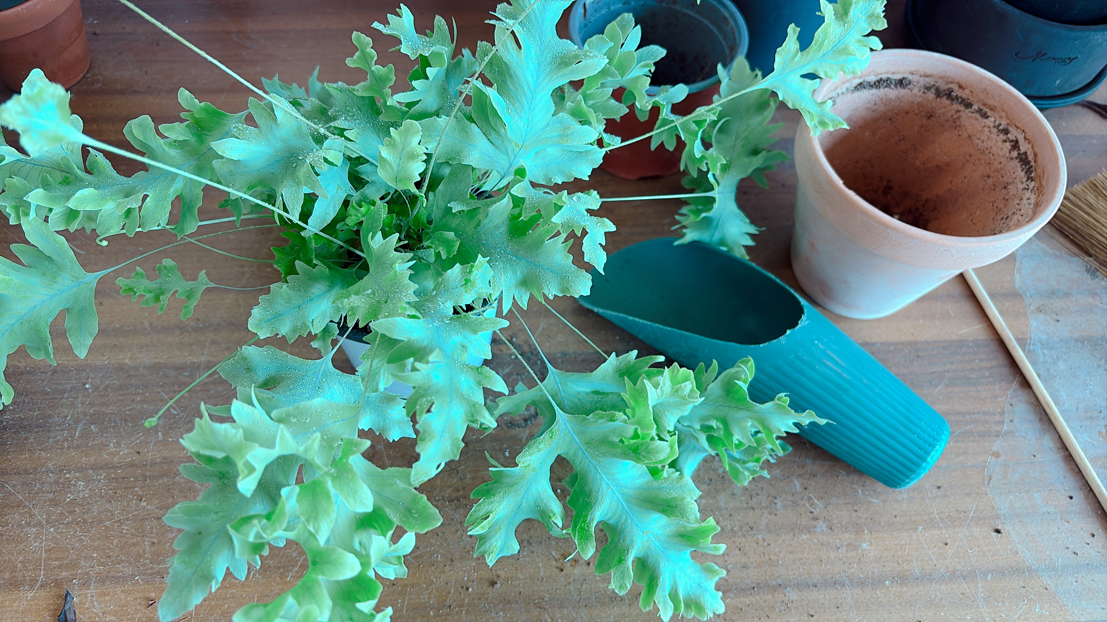 다바나고사리-분갈이