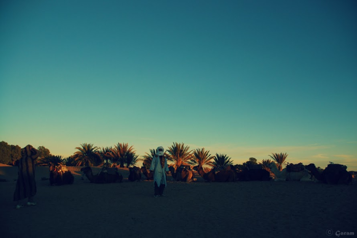 사하라 사막의 일몰과 쉬고 있는 낙타들의 모습