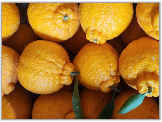 제주 한라봉 농사 가지치기