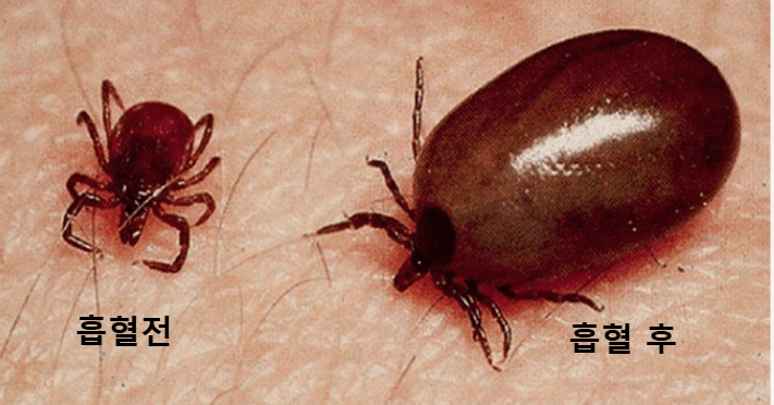 강아지가 진드기에 물렸을때 증상과 병원에 가야하는 상황&amp;#44; 진료비