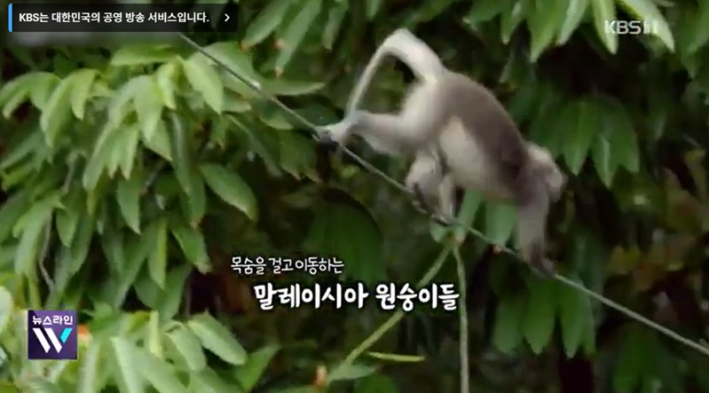 도로에서의 동물 구조