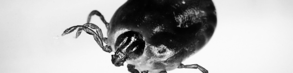 진드기 물렸을때: 신속하게 제거