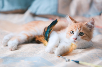 고양이 수명 평균은 몇 살일까? 관리방법 총정리