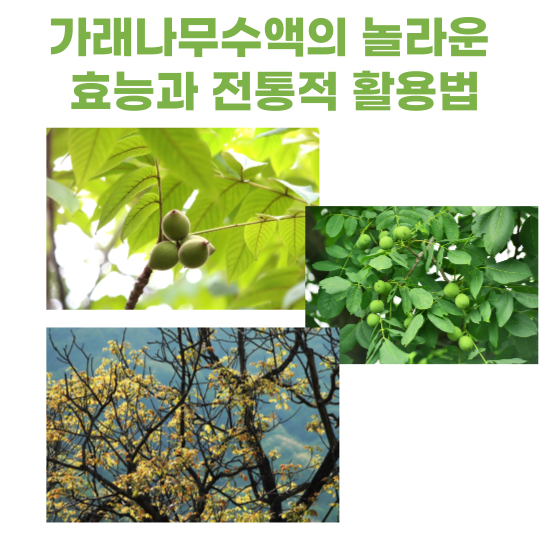 가래나무수액