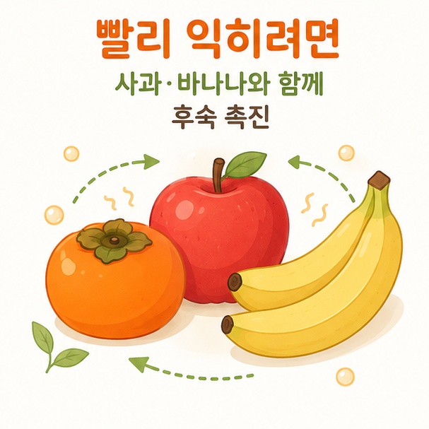 감 옆에 사과나 바나나를 함께 두어 홍시 후숙을 촉진하는 방법을 보여주는 이미지