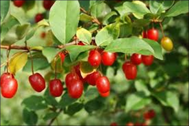 보리수 열매 효능 11가지