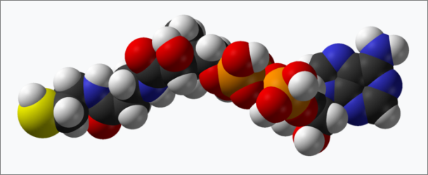 코엔자임 A 분자 모형