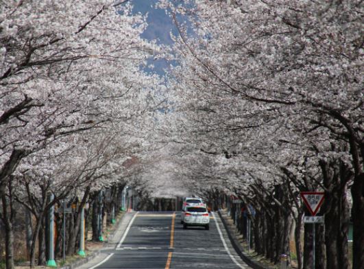 밀양 벚꽃