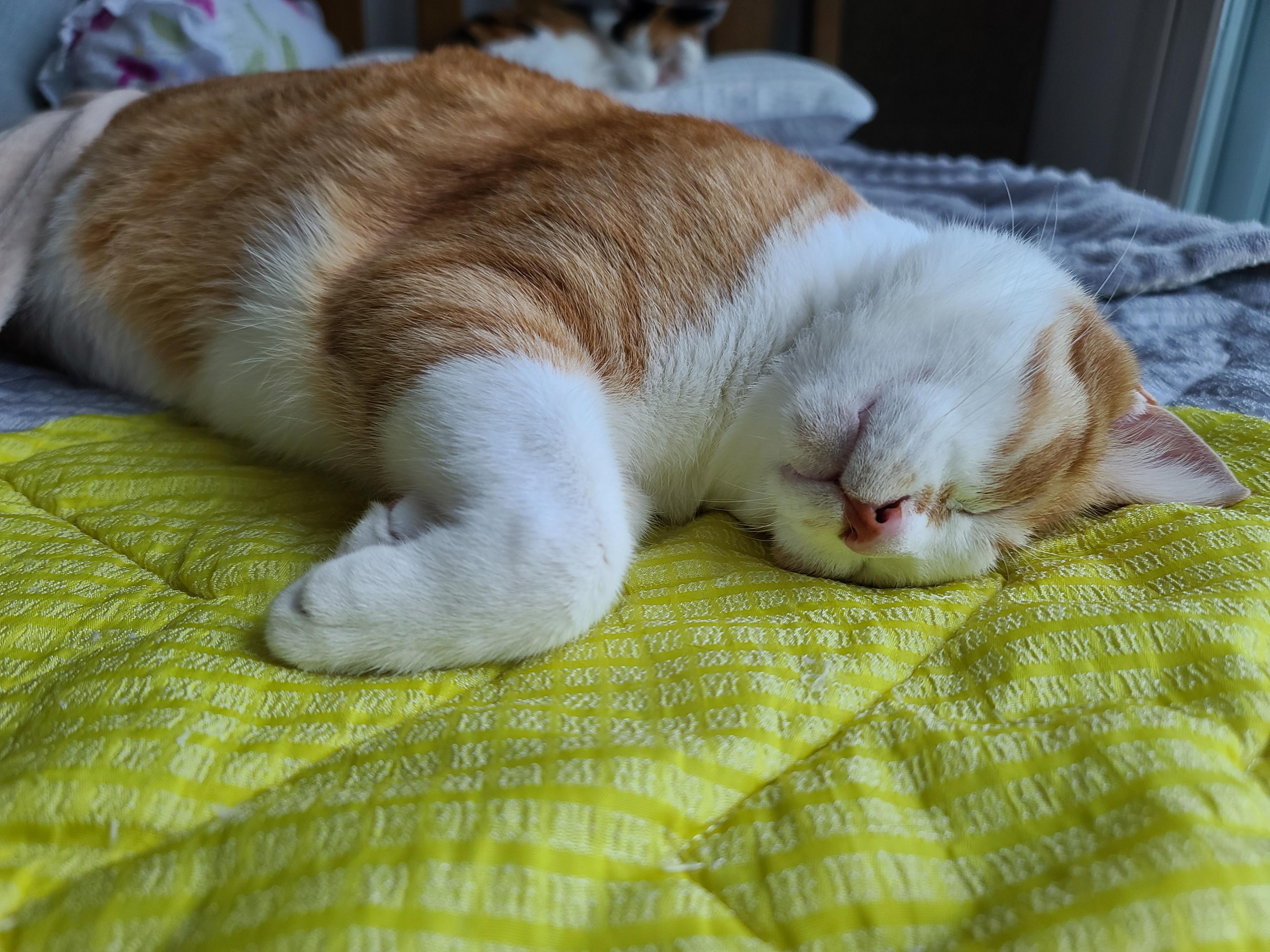 비오는 아침 아홉냥이네 고양이들.