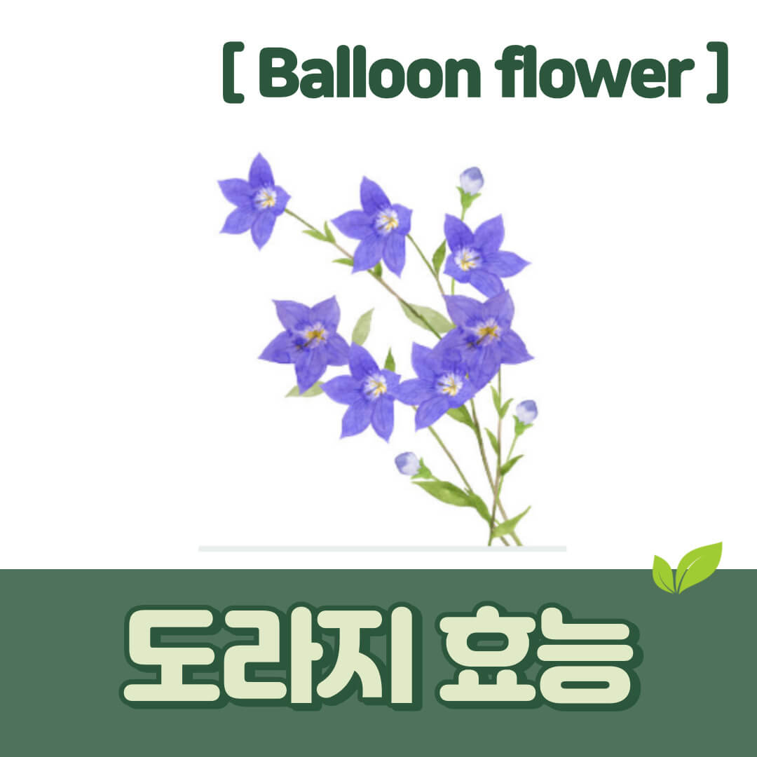 도라지