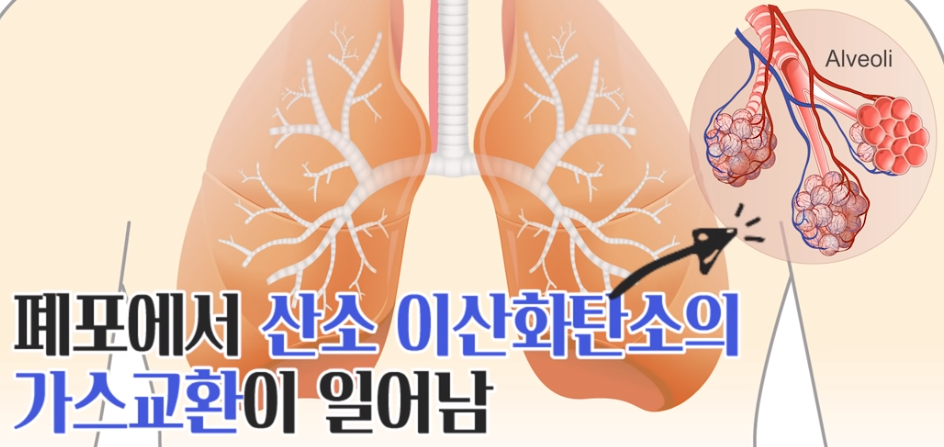 페포의 가스교환