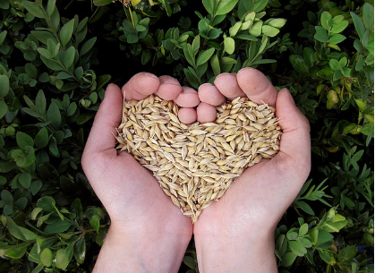 파로(Farro)의 모든 것: 고대 곡물의 건강한 매력