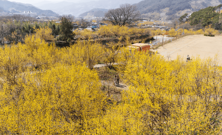 2025 구례 산수유축제 일정·개화시기 총정리