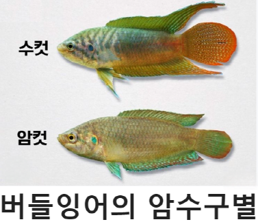 버들붕어 암수구별