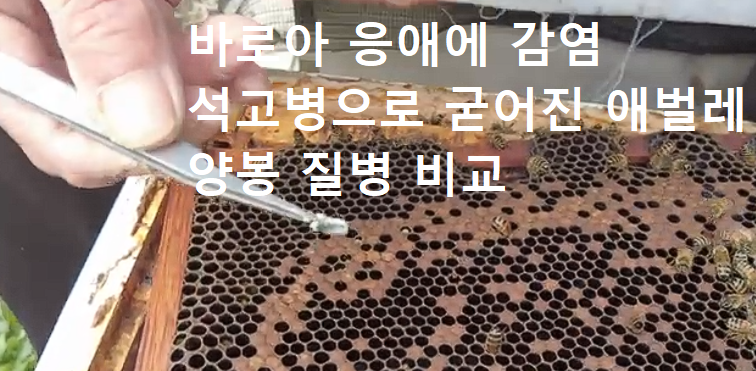 바로아 응애에 감염된 꿀벌과 석고병으로 굳어진 양봉 질병 사진