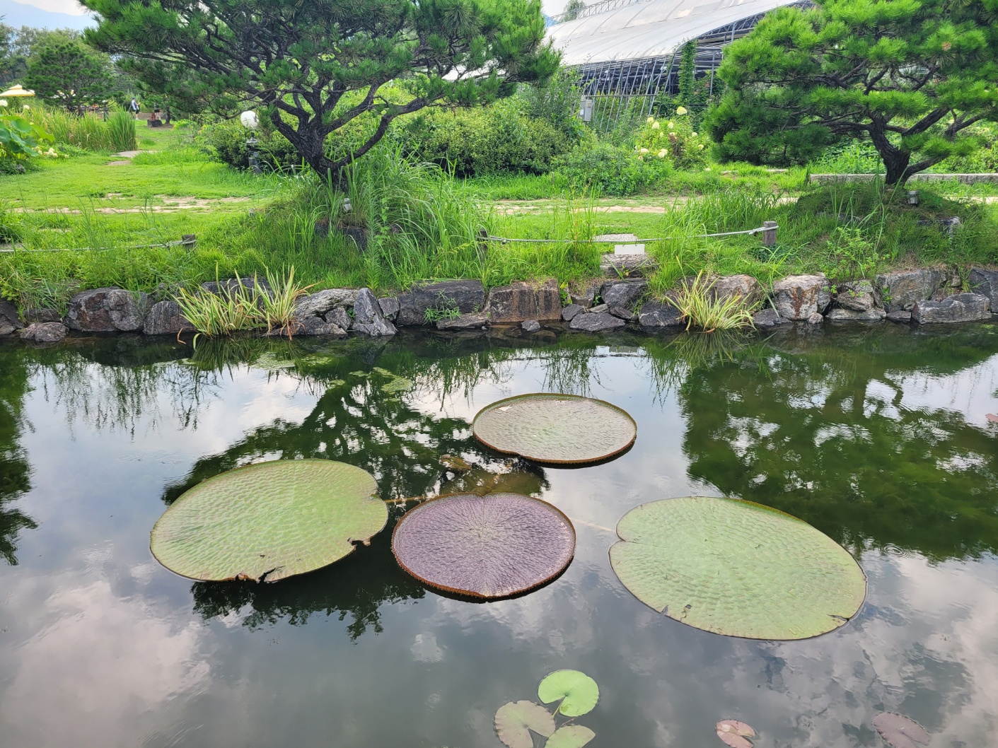 이미지-alt-태그-세미원 연잎