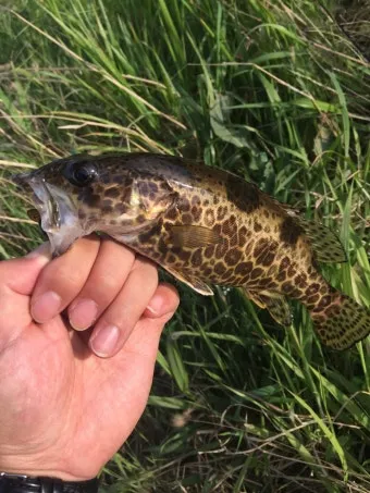 5월 쏘가리 금어기 시작 전국 금지 기간 완벽 정리와 낚시 규정_25