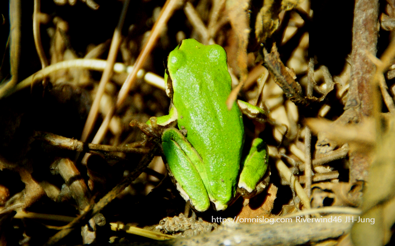 예쁜 청개구리 Tree frog