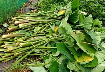 토란 심는시기 재배법 파종시기_16