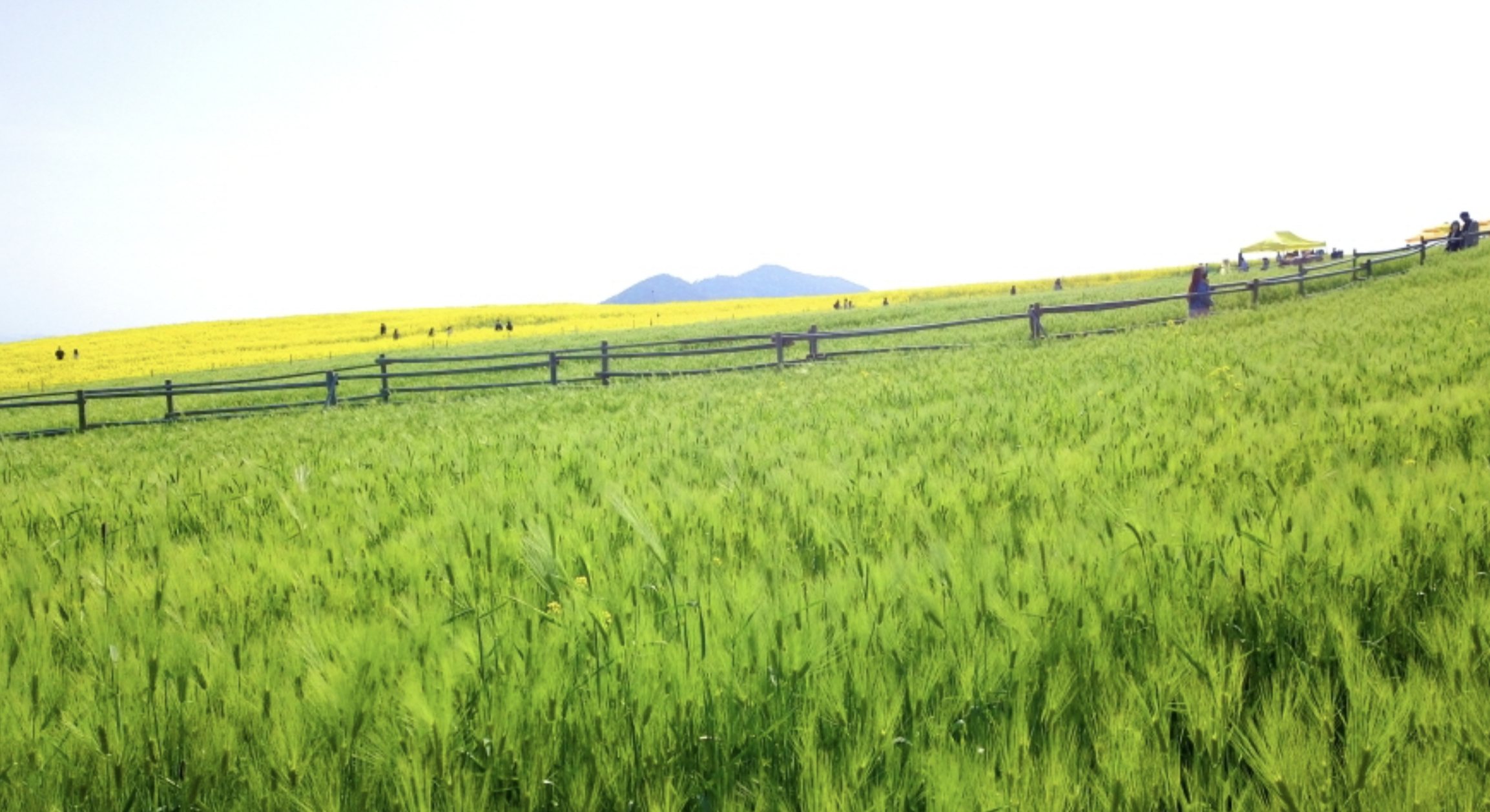 2025 고창 청보리밭 축제