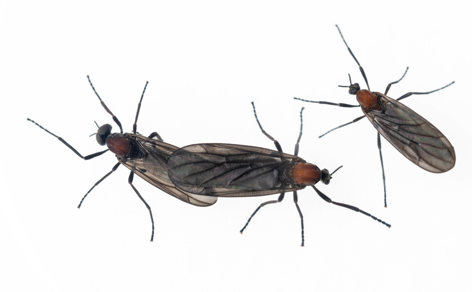 러브버그 수명,원산지,출몰시기,퇴치방법 및 예방방법