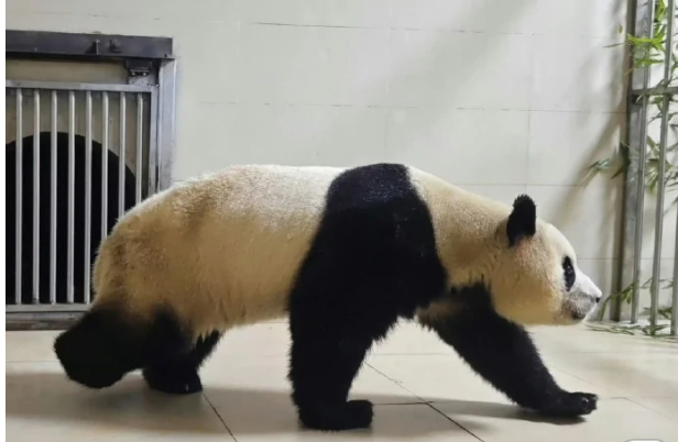 푸바오 학대논란에 따른 근황 및 투표 현황 총정리