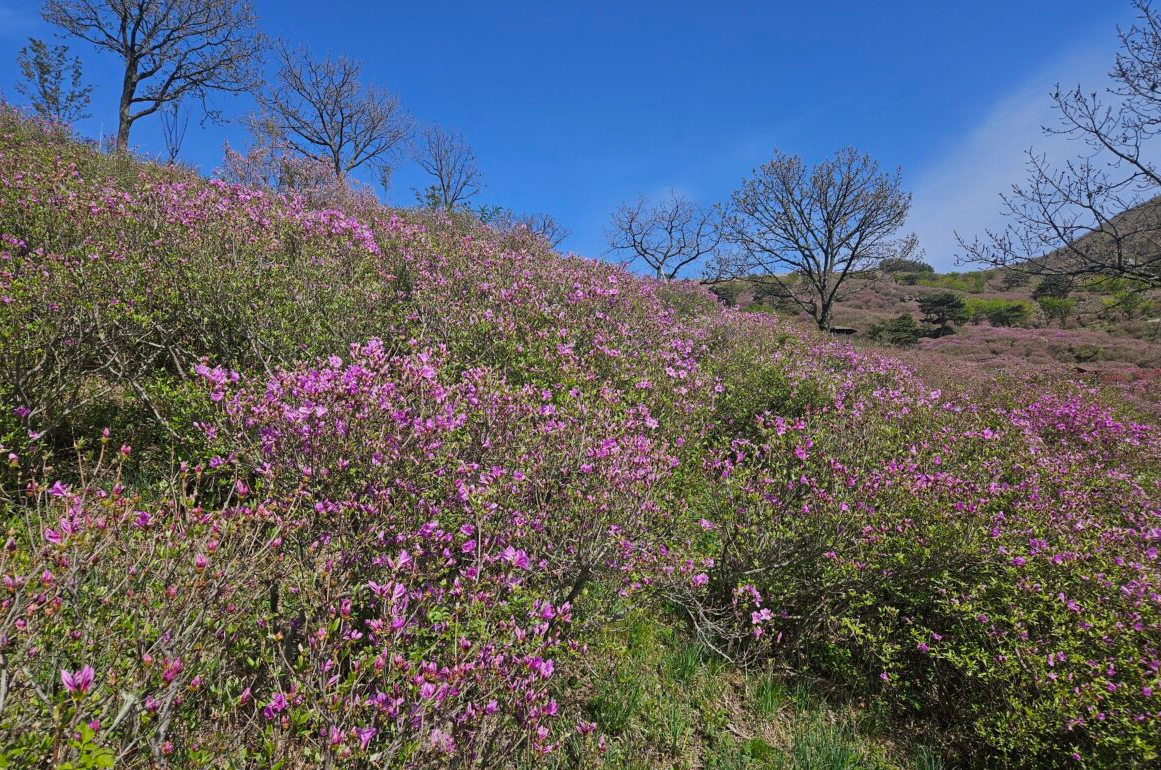 황매산 철쭉1