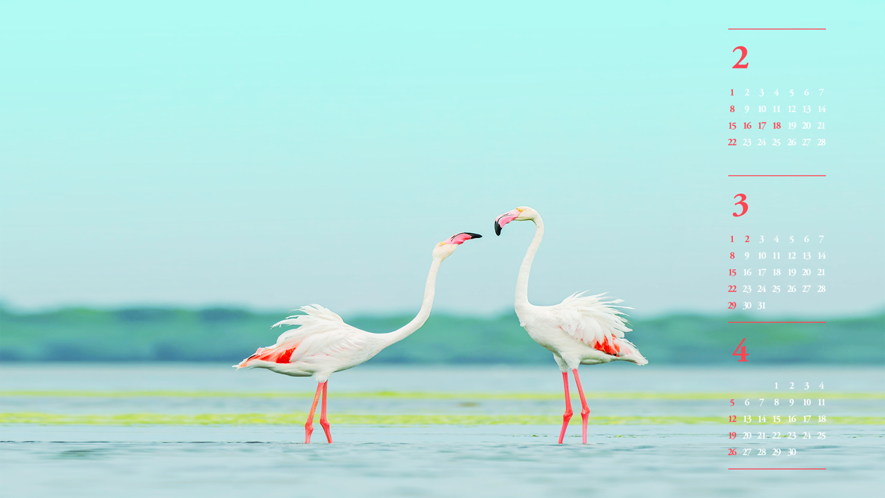 04 플라밍고 두 마리 B - 2026년3월 달력배경화면