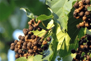 헛개나무효능05