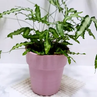 햇빛 부족 해결 식물등추천 설치위치 시간대 초보도 쉽게 적용_11