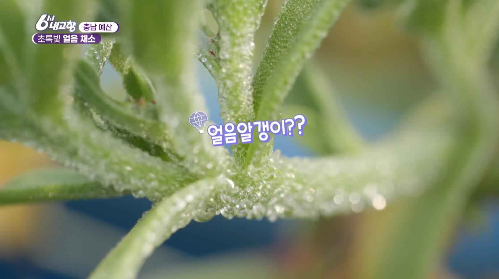 얼음알갱이가 올라온 6시내고향 예산 얼음채소