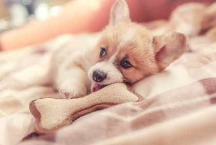 누워있는 강아지