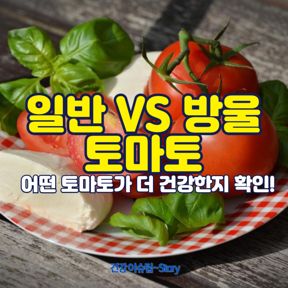일반 토마토 vs 방울토마토