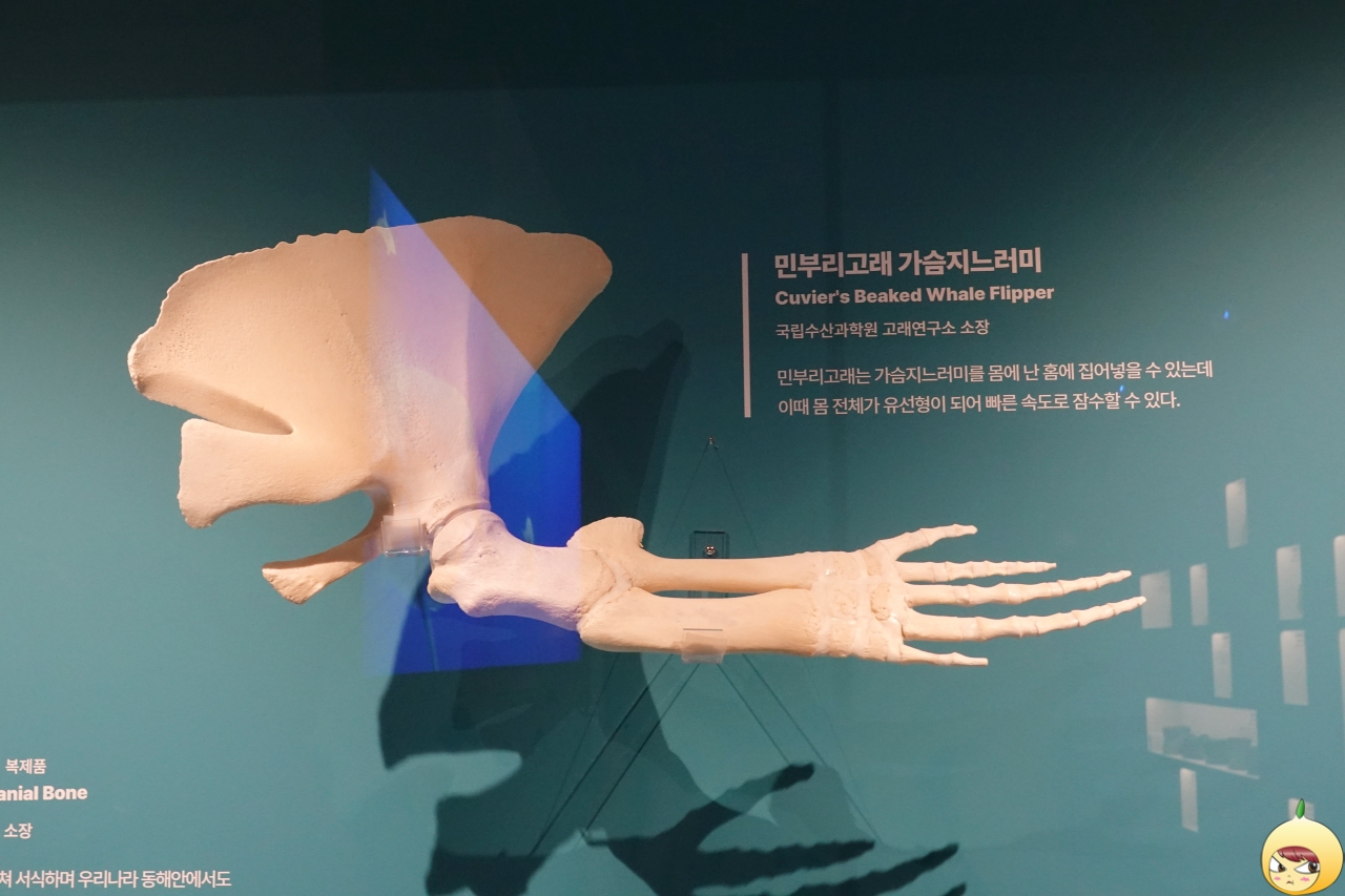 민부리고래 가슴지느러미
